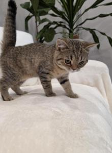 Honey - Scottish Straight Kitten For Sale - Commerce City&comma; CO&comma; US