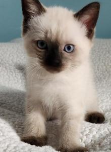 Sealpoint Male - Siamese Kitten For Sale - Willington, CT, US Sealpoint Male - Siamese Kitten For Sale - Willington, CT, US