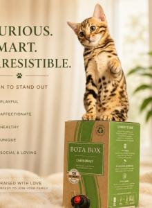 Romeo - Bengal Kitten For Sale - Wellesley&comma; MA&comma; US