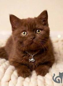 Lucy - British Shorthair Kitten For Sale - IL, US Lucy - British Shorthair Kitten For Sale - IL, US