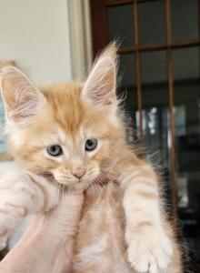 Red Maine Coon kittens - Maine Coon Kitten For Sale - MI, US Red Maine Coon kittens - Maine Coon Kitten For Sale - MI, US