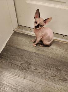 Sphynx - Sphynx Kitten For Sale - Reading, PA, US Sphynx - Sphynx Kitten For Sale - Reading, PA, US