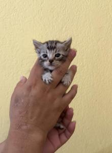 Sloth - Bengal Kitten For Adoption - Lynwood, CA, US Sloth - Bengal Kitten For Adoption - Lynwood, CA, US