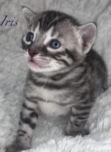 Vet med - Bengal Kitten For Sale - Anderson, CA, US Vet med - Bengal Kitten For Sale - Anderson, CA, US