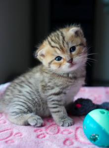 No name - British Shorthair Kitten For Sale - Hazelwood, MO, US No name - British Shorthair Kitten For Sale - Hazelwood, MO, US