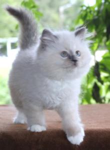 Ragdoll Kitten Luna Blue Lilac Female Mitted - Ragdoll Kitten For Sale - Haines City&comma; FL&comma; US