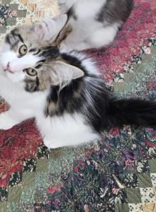 Maine coon kitten female - Maine Coon Kitten For Sale - Chickamauga, GA, US Maine coon kitten female - Maine Coon Kitten For Sale - Chickamauga, GA, US