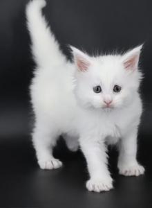 Diamond - Maine Coon Kitten For Sale - Champaign, IL, US Diamond - Maine Coon Kitten For Sale - Champaign, IL, US