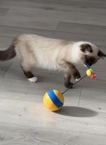 Lovely super active Soffy - Ragdoll Kitten For Adoption - Auburn&comma; WA&comma; US