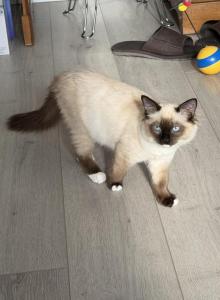 Lovely super active Soffy - Ragdoll Kitten For Adoption - Auburn, WA, US Lovely super active Soffy - Ragdoll Kitten For Adoption - Auburn, WA, US