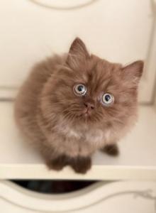 Chocolate British Longhair Female - British Shorthair Kitten For Sale - Aliso Viejo, CA, US Chocolate British Longhair Female - British Shorthair Kitten For Sale - Aliso Viejo, CA, US