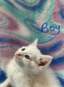 Mollys kitties - Domestic Kitten For Sale - Noble, IL, US Mollys kitties - Domestic Kitten For Sale - Noble, IL, US