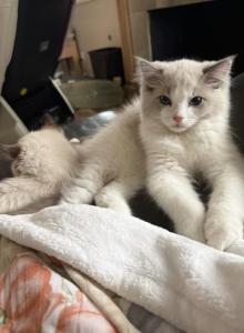 Gaston - Ragdoll Kitten For Sale - San Diego, CA, US Gaston - Ragdoll Kitten For Sale - San Diego, CA, US