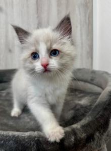 Amie - Ragdoll Kitten For Sale - WY, US Amie - Ragdoll Kitten For Sale - WY, US