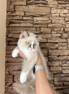 Female Ragdoll Kitten - Ragdoll Kitten For Sale - Warwick, RI, US Female Ragdoll Kitten - Ragdoll Kitten For Sale - Warwick, RI, US