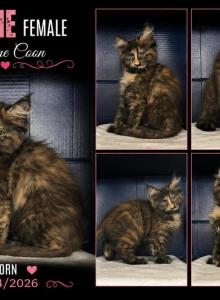 Sassy's Tortie - Maine Coon Kitten For Sale - Turney, MO, US Sassy's Tortie - Maine Coon Kitten For Sale - Turney, MO, US