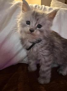 Orion - Maine Coon Kitten For Sale - Bechtelsville, PA, US Orion - Maine Coon Kitten For Sale - Bechtelsville, PA, US