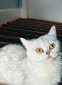 Honey - British Shorthair Cat For Sale - Morrisville&comma; PA&comma; US
