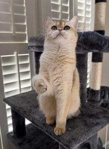 Alicia BSH - British Shorthair Cat For Sale - Concord, NC, US Alicia BSH - British Shorthair Cat For Sale - Concord, NC, US
