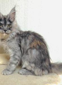 Fuchsia - Maine Coon Kitten For Sale - Chicago, IL, US Fuchsia - Maine Coon Kitten For Sale - Chicago, IL, US