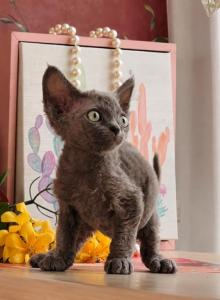 Yoda - Devon Rex Kitten For Sale - P J S, NY, US Yoda - Devon Rex Kitten For Sale - P J S, NY, US