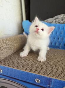 Charlie - Ragdoll Kitten For Sale - Sacramento, CA, US Charlie - Ragdoll Kitten For Sale - Sacramento, CA, US
