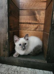 Balinese - Balinese Kitten For Sale - Barnett, MO, US Balinese - Balinese Kitten For Sale - Barnett, MO, US