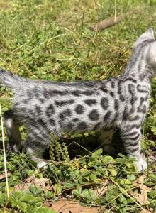 Barracuda - Bengal Kitten For Sale - Boston, MA, US Barracuda - Bengal Kitten For Sale - Boston, MA, US