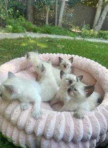 Balinese Kittens - Domestic Kitten For Adoption - Tracy&comma; CA&comma; US