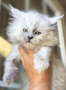 Ghost - Maine Coon Kitten For Sale - Ambridge, PA, US Ghost - Maine Coon Kitten For Sale - Ambridge, PA, US
