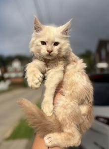 Ghost - Maine Coon Kitten For Sale - Ambridge, PA, US Ghost - Maine Coon Kitten For Sale - Ambridge, PA, US