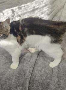 Maine coon kitten female - Maine Coon Kitten For Sale - Chickamauga&comma; GA&comma; US