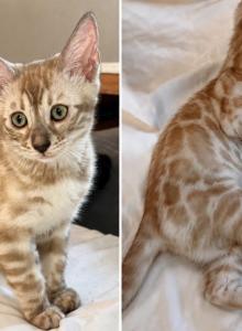 Charcoal Sepia - Bengal Kitten For Sale - Hermann&comma; MO&comma; US