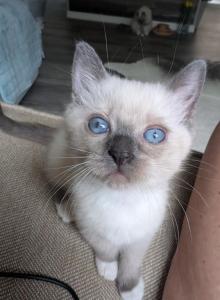 Trooper - Ragdoll Kitten For Sale - Dunnellon&comma; FL&comma; US