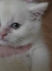 Bastian - Scottish Straight Kitten For Sale - Bowie&comma; MD&comma; US