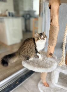 Falcone - Persian Kitten For Sale - Lehigh Acres&comma; FL&comma; US