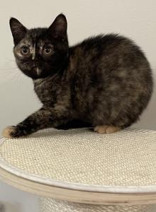 Black Tortie - British Shorthair Kitten For Adoption - Verona&comma; KY&comma; US