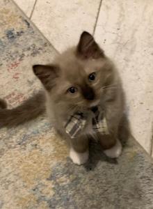 Seal Mink Mitted 6 - Ragdoll Kitten For Sale - Amarillo&comma; TX&comma; US
