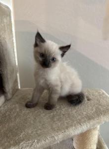 Milo - Ragdoll Kitten For Sale - Sun City&comma; AZ&comma; US