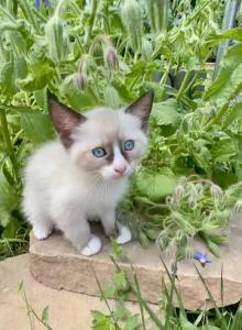 Lynx - Ragdoll Kitten For Sale - Fort Collins&comma; CO&comma; US