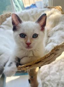 Missy - Domestic Kitten For Sale - Fort Collins&comma; CO&comma; US