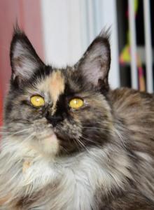Milashka - Maine Coon Cat For Sale - Brooklyn&comma; NY&comma; US