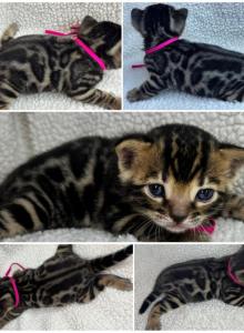 DaisysLitter - Bengal Kitten For Sale - Natchitoches&comma; LA&comma; US