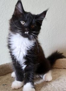 Space Litter - Maine Coon Kitten For Sale - Englewood&comma; FL&comma; US