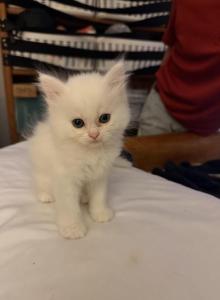 Frozen Princess - Persian Kitten For Sale - Winnetka&comma; CA&comma; US