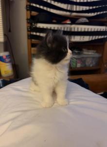 Batman - Persian Kitten For Sale - Winnetka, CA, US Batman - Persian Kitten For Sale - Winnetka, CA, US