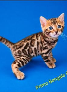 Koda Brown rosetted male bengal kitten for sale - Bengal Kitten For Sale - Saint Augustine&comma; FL&comma; US