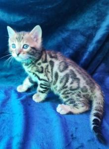 Koda Brown rosetted male bengal kitten for sale - Bengal Kitten For Sale - Saint Augustine, FL, US Koda Brown rosetted male bengal kitten for sale - Bengal Kitten For Sale - Saint Augustine, FL, US