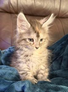 Polydactyl Maine coon - Maine Coon Kitten For Sale - Co Spgs&comma; CO&comma; US