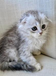 Scottish Fold Silver Chinchilla Female - Scottish Fold Kitten For Sale - Orlando&comma; FL&comma; US